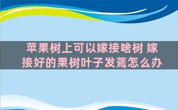 苹果树上可以嫁接啥树 嫁接好的果树叶子发蔫怎么办